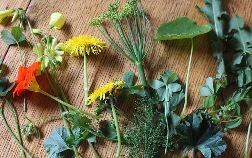 spring weed foraging guide