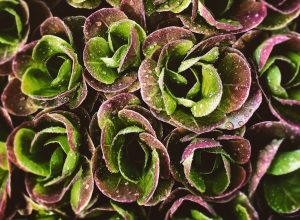 October Gardening Guide lettuce