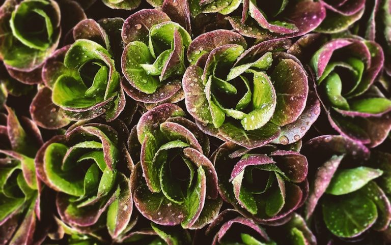 October Gardening Guide lettuce