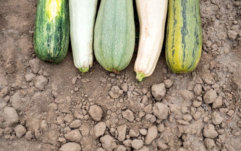 What To Do When You Have Surplus Zucchinis?