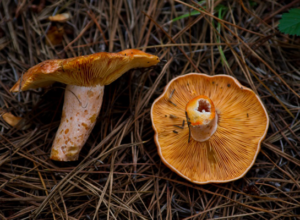 mushroom permaculture