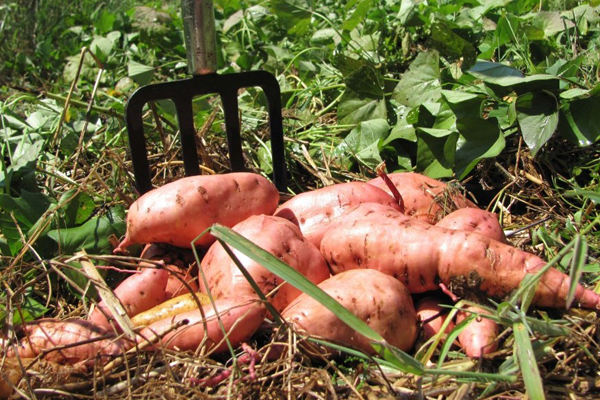 Sweet potato harvest in June in tropical Australia