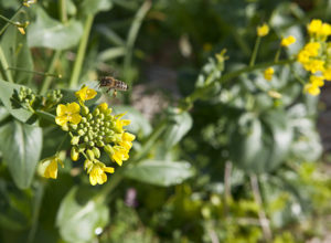 Bees flying around bok choy in Australlia
