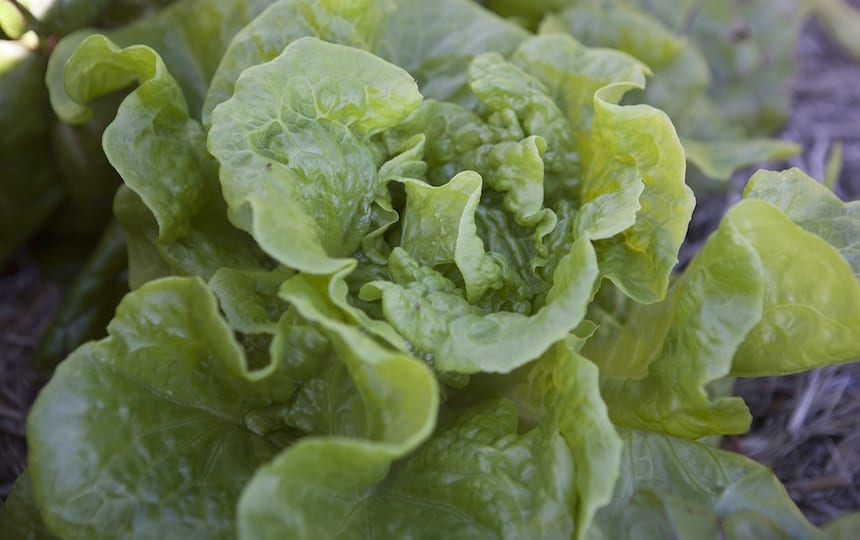 seed saving lettuce