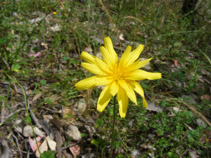 Yam daisy in flower by Kimberly Beattie