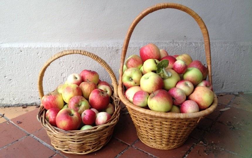 storing apples