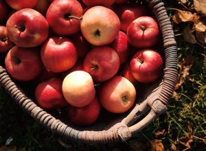 Storing apples for winter
