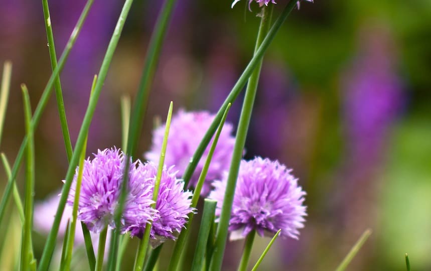 chive flowers