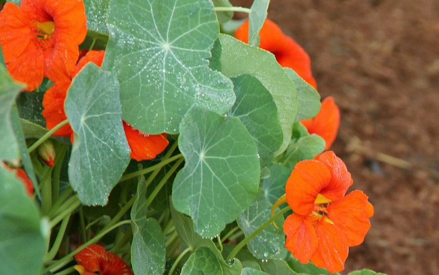 5 Edible Flowers To Grow In Your Garden nasturtium
