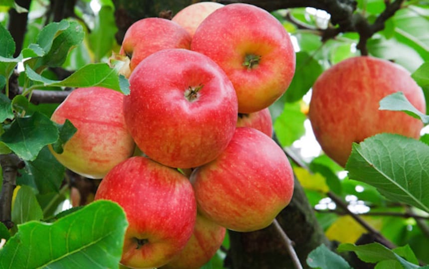 August Garden Guide apples