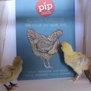 pip issue 7