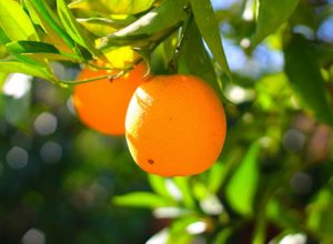 Pruning citrus orange