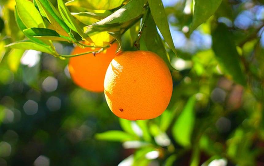 Pruning citrus orange