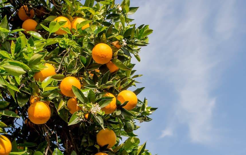 Pruning citrus