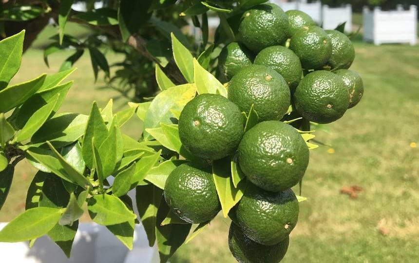 pruning citrus lime tree