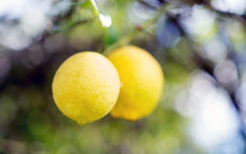 pruning citrus