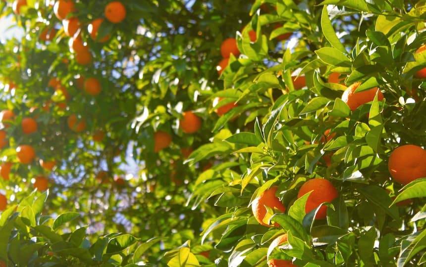 pruning citrus mandarin tree