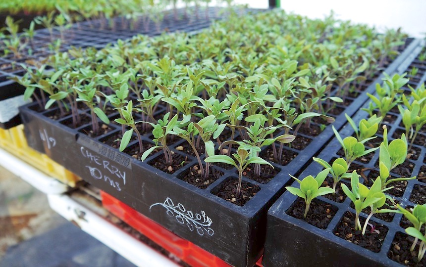 Growing Tomato seedlings from scratch