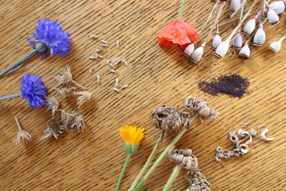 the flowers, seed pods and seeds of calendulas, cornflowers and poppies