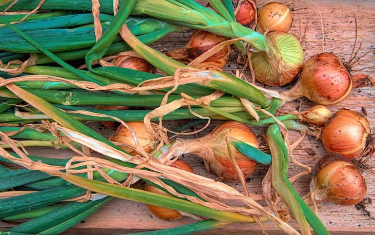 How to start growing onions