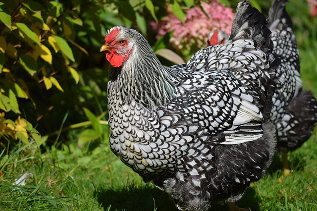Download List of Chicken Breeds & Guide To Characteristics | Pip ...