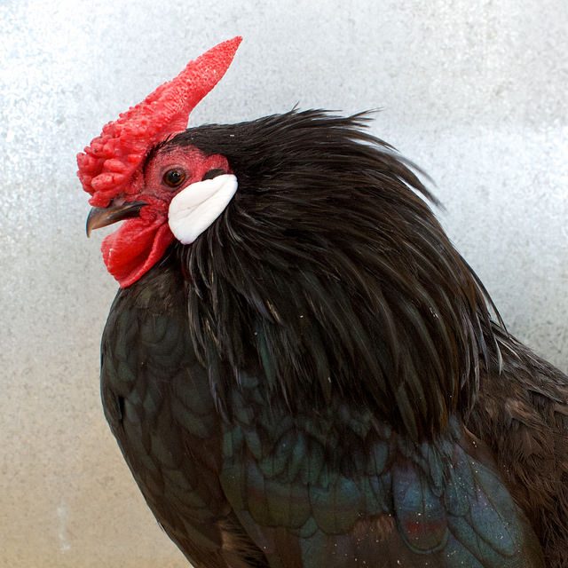List of Chicken Breeds & Guide To Characteristics | Pip ...