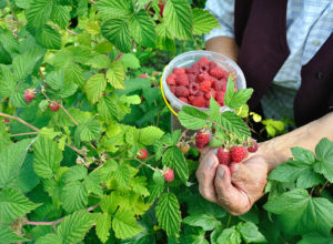 Harvesting rasberries