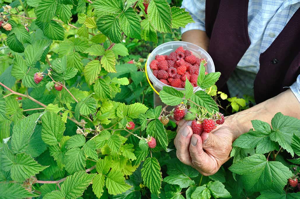 Harvesting rasberries