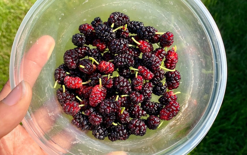 mulberry water kefir recipe