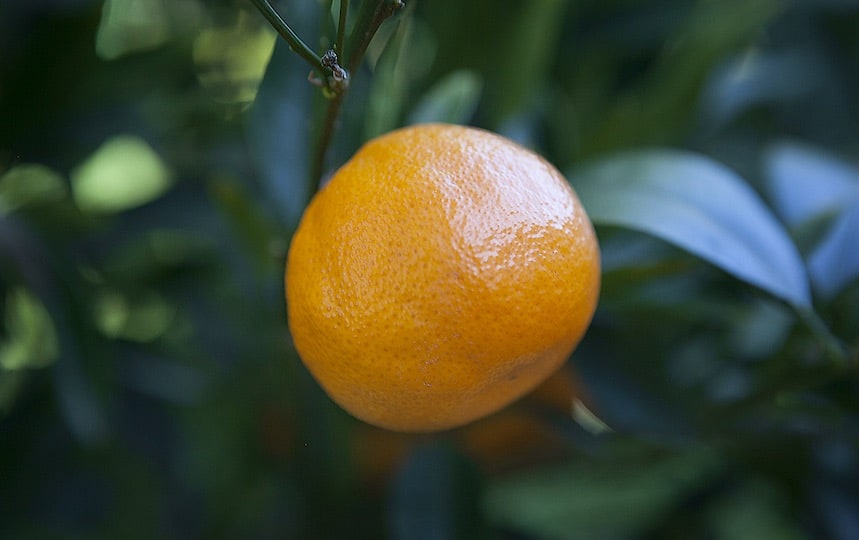 5 ways with citrus