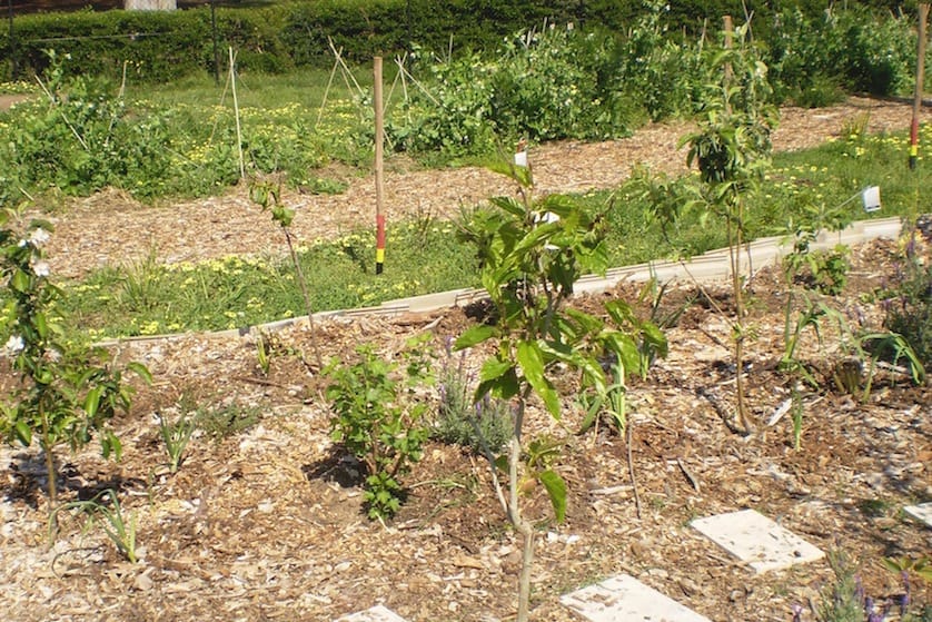 start your food forest