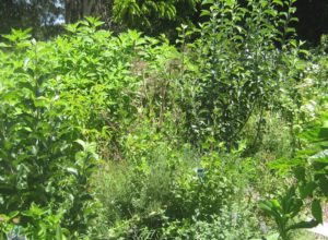 how to start a food forest