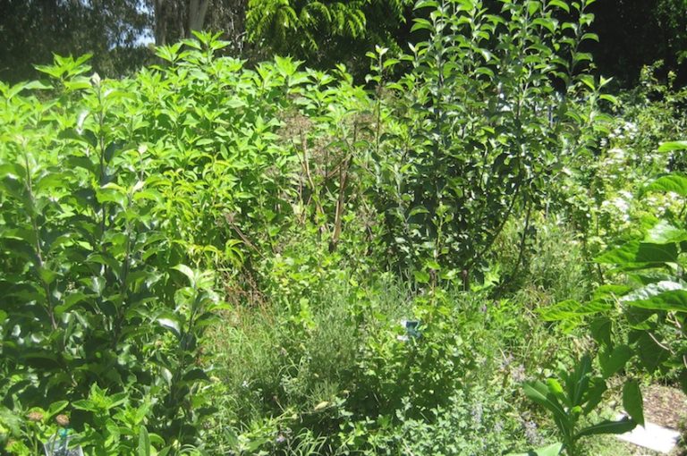 how to start a food forest