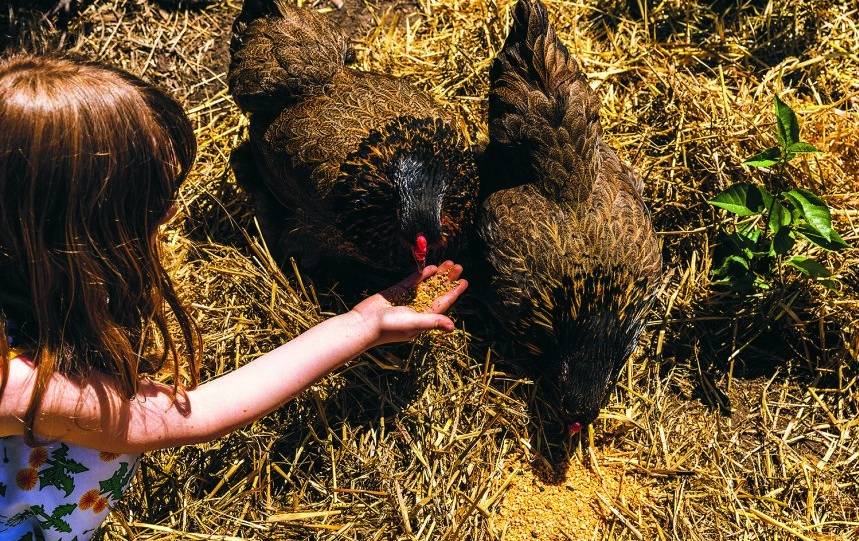 child feeding pet chickens