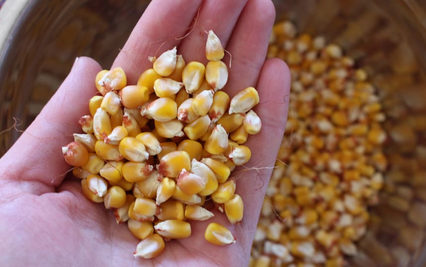 how to grow corn