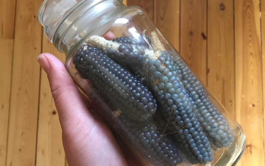 growing corn