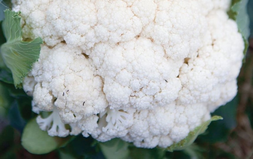 growing cauliflower 