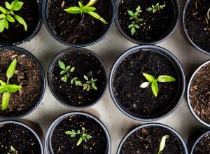 How to Grow Seedlings from Scratch