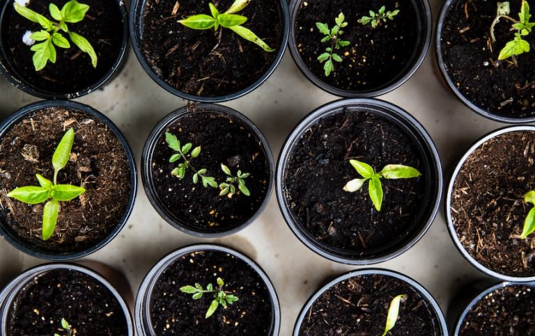 How to Grow Seedlings from Scratch