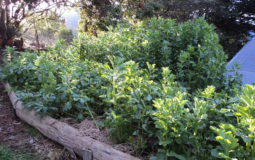 Green manure: The secret to improving soil quality