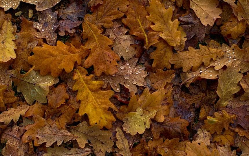 5 Things to do With Autumn Leaves
