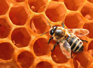 Types of Beehives