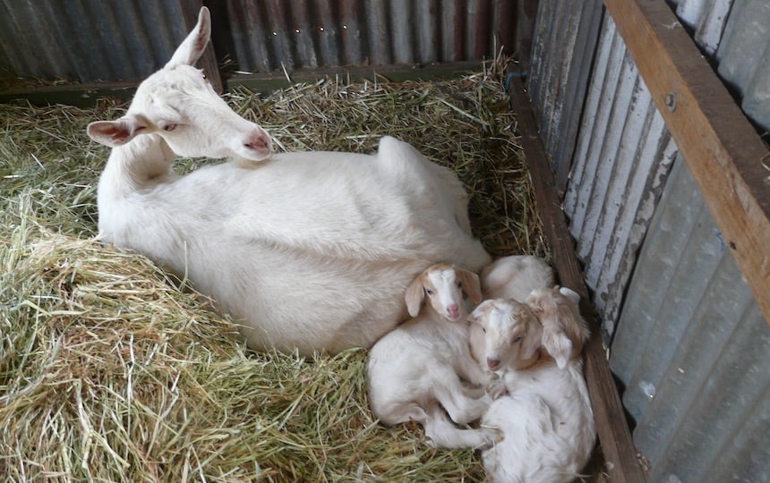 mother goat with her kids