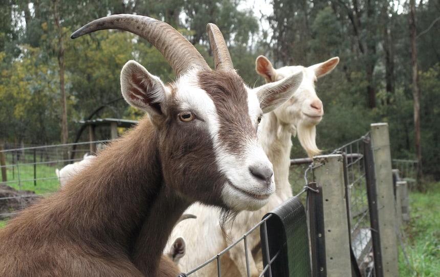 keeping backyard goats happy