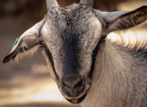 Benefits of keeping backyard goats