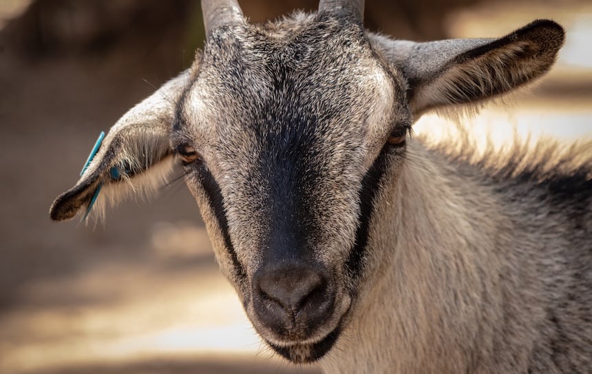 Benefits of keeping backyard goats