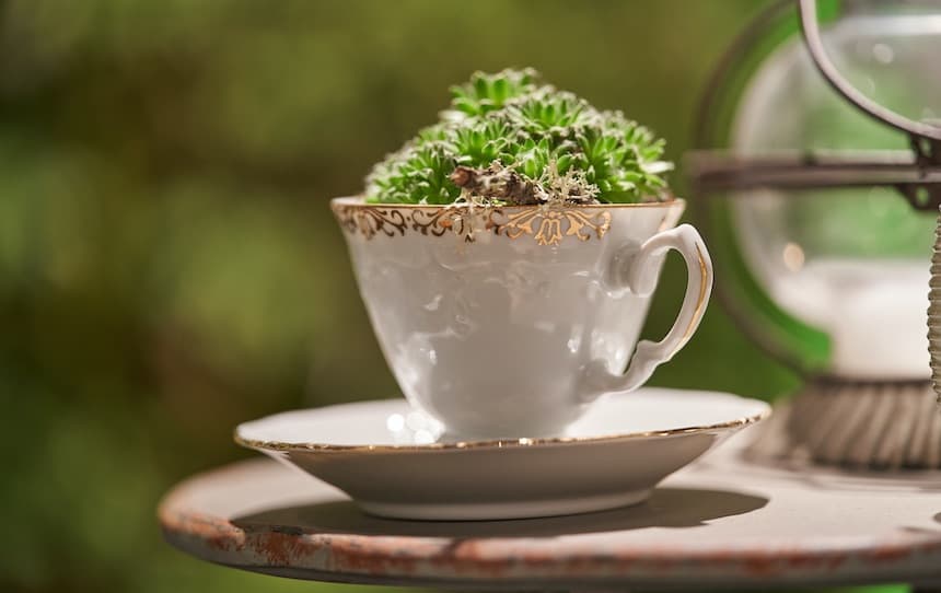 upcycled planter ideas teacup