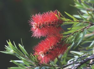 5 Australian Natives To Grow in a Food Forest callistemon