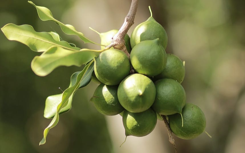 5 Bush Tucker Plants To Grow In Your Backyard macadamias
