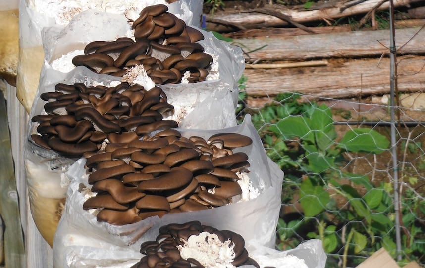 5 Ways To Use Fungi in Permaculture